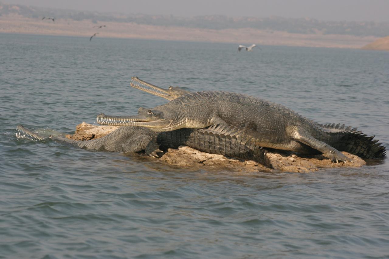 Mela Kothi - The Chambal Safari Lodge Bāh المظهر الخارجي الصورة