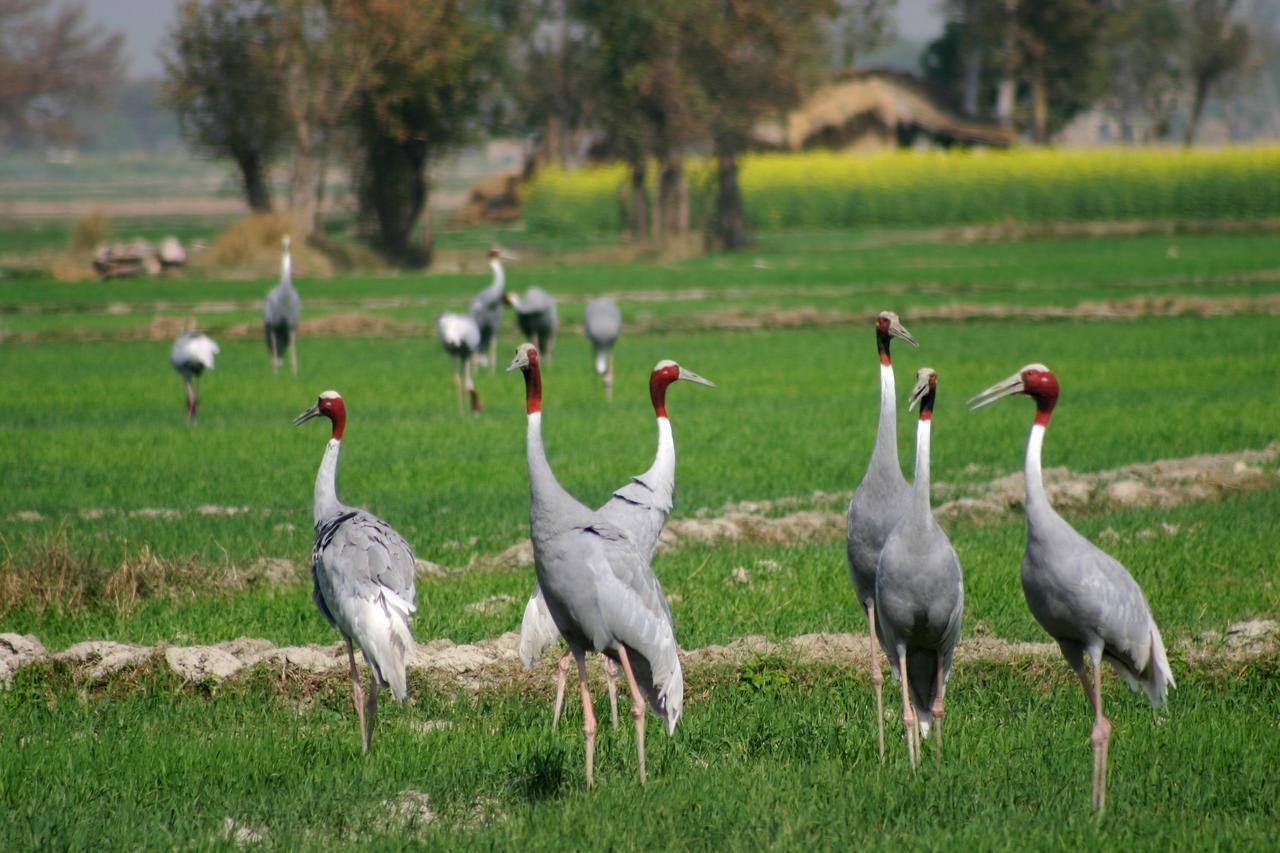 Mela Kothi - The Chambal Safari Lodge Bāh المظهر الخارجي الصورة